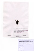 藏品(膜狀網翼藻)的圖片